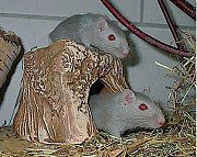 2005-01-schicksal3