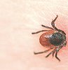 2008-02-borreliose2