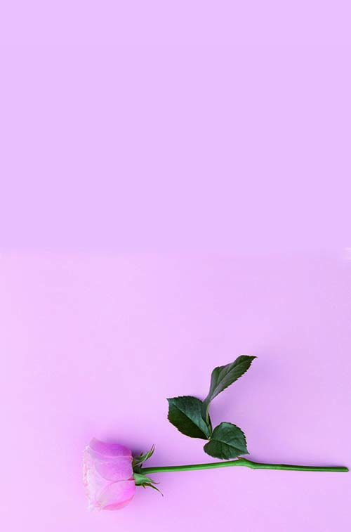 124710584 Rose Fond